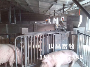 母豬全自動(dòng)思維站設(shè)備批發(fā)