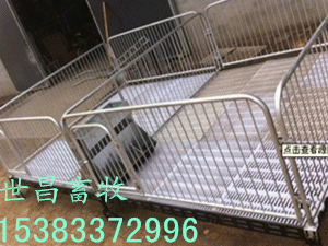雙體仔豬保育欄