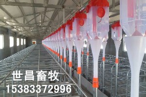母豬料線