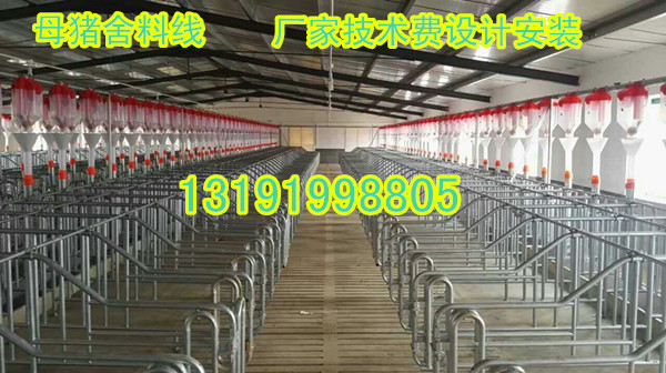 母豬定位欄豬料線安裝