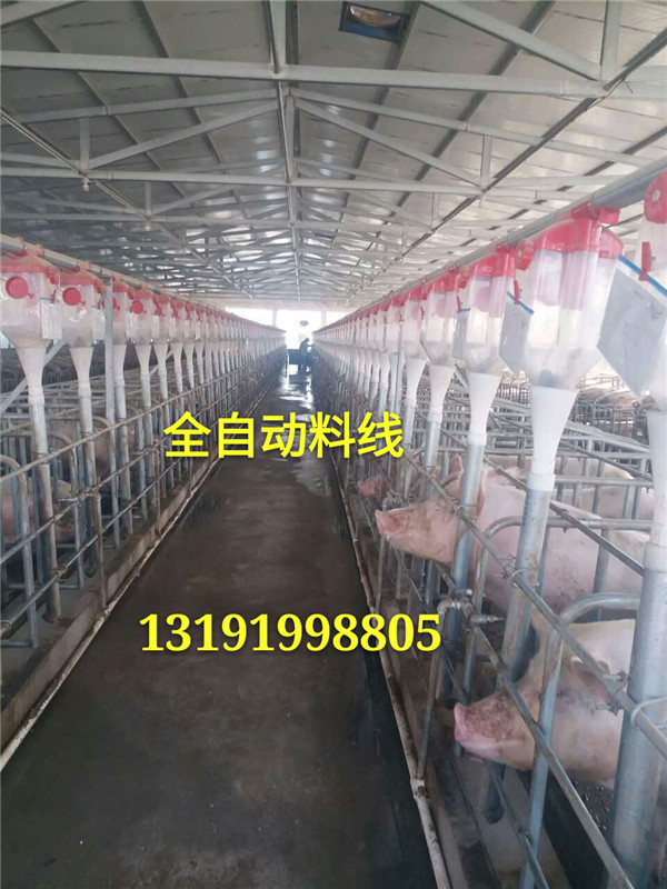 豬用自動(dòng)化上料設(shè)備安裝