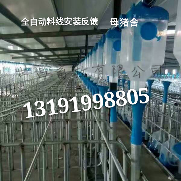 全自動化養(yǎng)豬設(shè)備