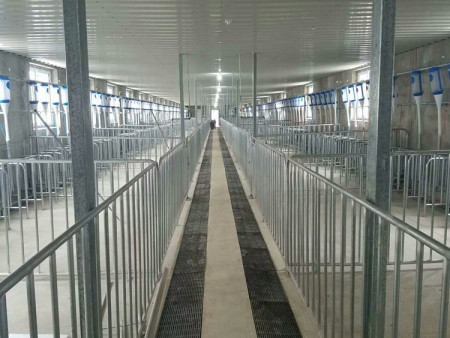 母豬自動化喂豬料線新建豬場控料系統(tǒng)