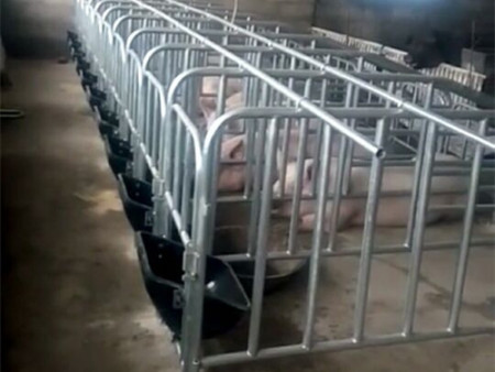 鍍鋅管限位欄 母豬限位欄